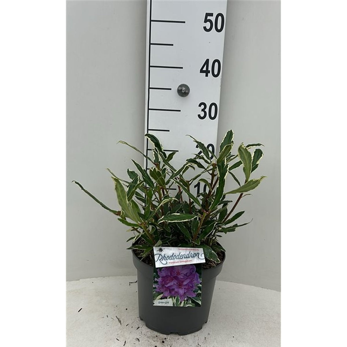 Rhododendron – Rhododendron ponticum 'Variegatum' - C5 30-40 CM